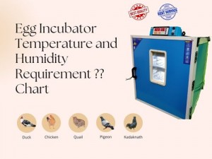 Egg Incubator Temperature and Humidity Requirement