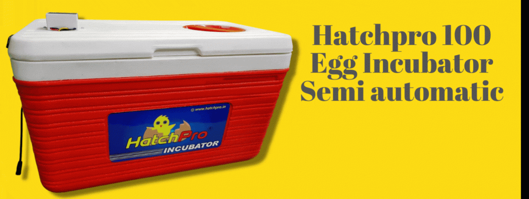 How to use 100 Egg hatching machine semi automatic with egg hatcher
