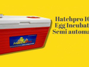 How to use 100 Egg hatching machine semi automatic with egg hatcher