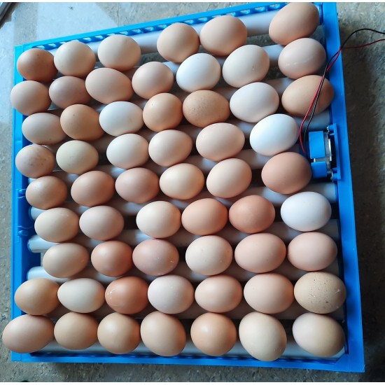 HatchPro 128 Eggs Rolling Type Tray Egg Incubator Automatic Small Egg Hatching Machine India 