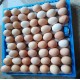 Hatchpro 64 egg incubator fully automatic with updated egg turning tray