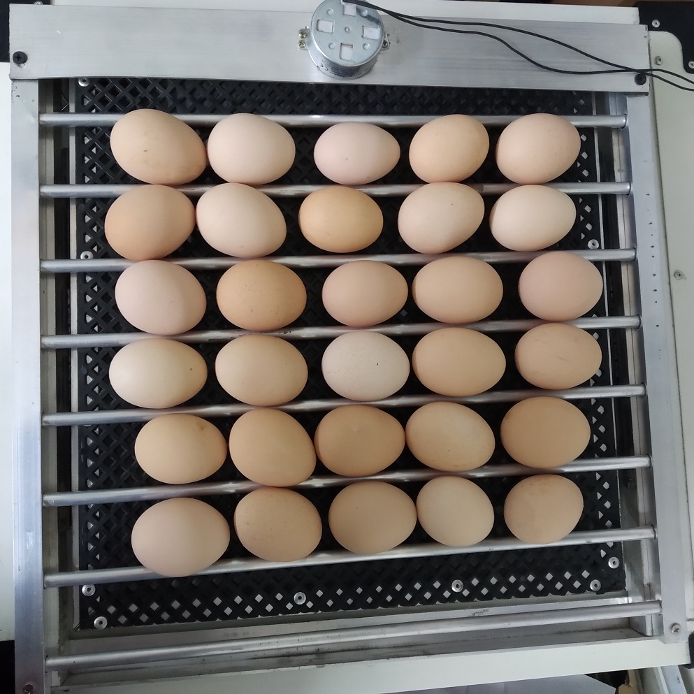 Automatic Egg turning tray for egg incubator